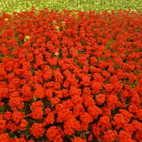 گل کالانکوا ، شمعدانی ، حسنسفروم ، اطلسی