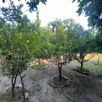 زمین-بید-گنه