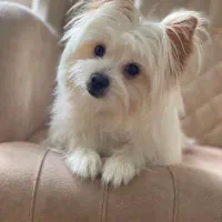 سگ شیدزو پامرین|سگ|بانه, |دیوار