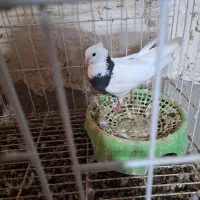 ۵۰ پلاکی نر و ماده