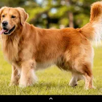 سگ گلدن رتریور آموزش پانسیون کشش