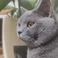 گربه بریتیش نر بالغ آماده جفت گیری