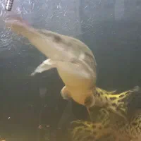 علی گیتور نیم متری