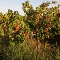 ّباغ انگور|فروش دفتر صنعتی، کشاورزی، تجاری|دشتابی, |دیوار