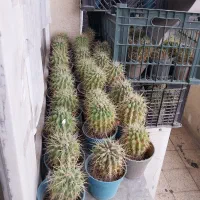 ۵۰ عدد گلدان کاکتوس