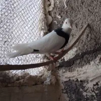 باسلام خدمت دوستان کبوتر هرسه تاش یک میلیون|پرنده|هرسین, |دیوار