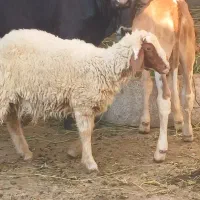 بره نر