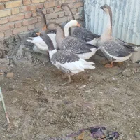 تعدادی غازماده تک رگ چیه عدد جوجه  دورگ فروشی