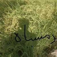 برنج دمسیا  کلات  لاینو