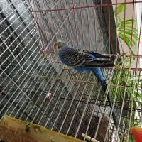 مرغ عشق هلندی