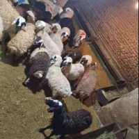 گوسفند افشاری، مغان و سنگسر ، ذبح و قصابی