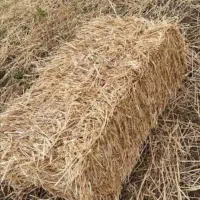علوفه و خوراک دام(کاه و سرچینا)
