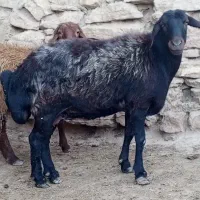 میش افشاری هترو