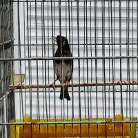 سهره سیاه سر