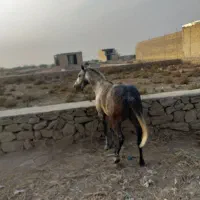 اسب مدیوم|اسب و تجهیزات اسبسواری|اهواز, دغاغله|دیوار