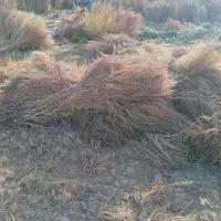 جارو محلی. شهرداری|لوازم نظافت|سبزوار, قصبه شرقی|دیوار