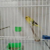 قناری بلند،سرخ برفکی هلندی،سوخته سرخ|پرنده|مشهد, امام خمینی|دیوار