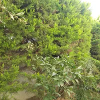 درخت لاوسون چند ساله