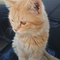 گربه|گربه|شیروان (خراسان), |دیوار