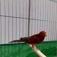 قناری سوخته سرخ|پرنده|کرمان, |دیوار