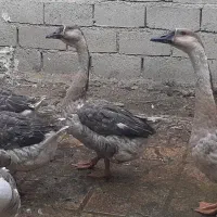 قوقاز اوکراینی اصل ۷ ماهه