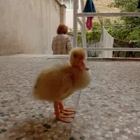 جوجه اردک