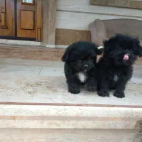 واگذاری غیر رایگان