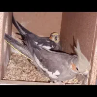 عروس هلندی تخم گذار