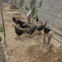 بوقلمون  وزن۷کیلویی تخمی