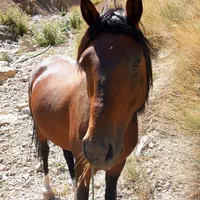 اسب نریان گله ای