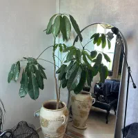 شفلرا امیت