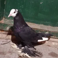 قره گجله-سیاه- پرشی