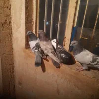 کبوتر|پرنده|فرخ‌شهر, |دیوار