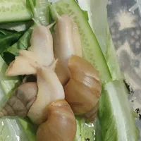 حلزون مولد بزرگ