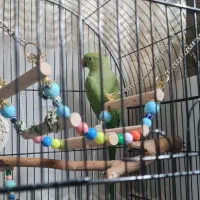 طوطی ملنگو  با قفس و لوازم  نژاد دار (پاکستانی)