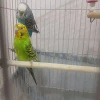 مرغ عشق