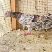 ماده زرد هفرنگ