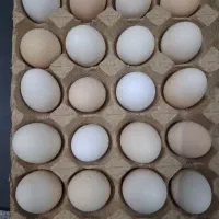تخم نطفه دار بلک استار و گلپایگان