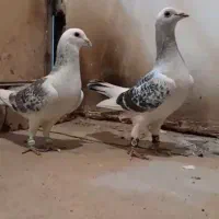 جفت نروماده مینا کرمونی شامی کاشمر