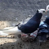 چند عدد کفتر عروسک|پرنده|بم, |دیوار