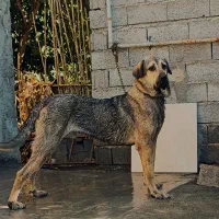 سگ پژدر نر ۱۲ ماه