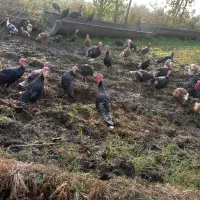 بوقلمون‌‌‌محلی‌|حیوانات مزرعه|لنگرود, |دیوار