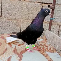 کفتر پرنده دم سفید|پرنده|اهواز, گلستان|دیوار