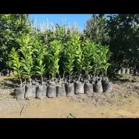 نهال مرکبات نارنگی|خدمات باغبانی و درختکاری|بندرعباس, |دیوار