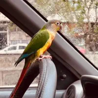 گرینچیک یلو ساید اهلی(حلقه پا)