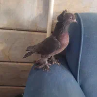 راعبی مشکی|پرنده|نجفآباد, شهدای غربی|دیوار