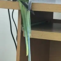 شاه طوطی