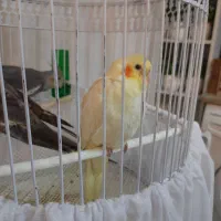 جوجه عروس هلندی ۳ ماهه دستی|پرنده|لاهیجان, گلستان|دیوار