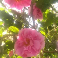 عرق پونه،نعناپونه،گلاب وسرکه خرما