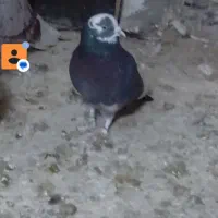 کفتر بسیار پرشی معاوضه با یک جفت شازده قرمز